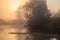 Summer landscape dense fog in the oak grove