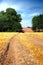 Summer landscape field