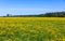 Summer landscape, field with blooming dandelions under blue sky