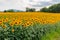 Summer landscape with field of blooming yellow sunflowers, cloudy sky and sunlight. Nature of Hungary