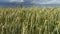 Summer landscape with field blue sky and road. Rural panorama.