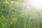 Summer landscape with field of grass and cobwebs in sun light at dawn