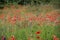 Summer landscape with a field of red poppies surrounded by magnificent mountains