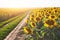 Summer landscape with a field of sunflowers, a dirt road