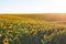 Summer landscape with a field of sunflowers, a dirt road