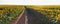 Summer landscape with a field of sunflowers, a dirt road