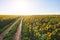 Summer landscape with a field of sunflowers, a dirt road