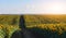 Summer landscape with a field of sunflowers, a dirt road