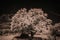 summer landscape with a field and a tree infrared photography