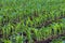 Summer landscape with a field of young corn with weeds, plant protection, herbicides usage, ecological farming, Slovenia