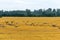 Summer landscape with a flock of flying cranes above a cultivated field