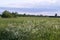 Summer landscape, flowering fields