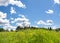 Summer landscape with flowering wild flowers on meadow