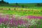 Summer landscape with flowers on a meadow and sunset