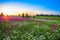 Summer landscape with flowers on a meadow and sunset