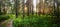 Summer landscape foggy night in a pine forest with a dirt road, Russia, Ural