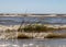 Summer landscape with fuzzy seaweed on the sea shore, the Baltic Sea coast