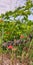 Summer landscape garden with a red blossoming poppy on the background of a tree trunk, a vineyard and meadow grasses