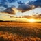 Summer landscape with golden barley field at sunset.