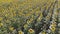 Summer landscape of a golden sunflower field.