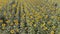 Summer landscape of a golden sunflower field.