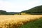 Summer landscape with grain field