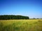 Summer landscape green field and blue sky