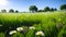 Summer landscape with a green field overgrown with grass, white daisies in the field, AI generation