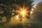 Summer landscape of green nature on morning meadow with shining grass and bright sunbeams through branches of tree