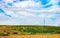 Summer landscape with green vineyard and old retro tractor in distance by blue sky