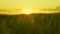 summer landscape green wheat sunset. agriculture concept. farming. landscaped organic grain leaves. ears wheat glare