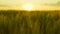 summer landscape green wheat sunset. agriculture concept. farming. landscaped organic grain leaves. ears wheat glare