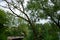 summer landscape green willow trees and cattail