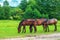 Summer landscape with group of brown horses near green forest