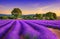 Summer landscape with lavender fields in Provence, Valensole, France