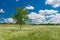 Summer landscape with lonely acacia tree