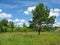 Summer landscape with a lonely pine-tree