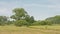 Summer landscape in the marsh in the Flemish countryside