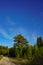 Summer landscape. mighty tree. giant of the forest