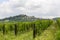 Summer landscape in Monferrato with vineyards