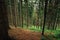 Summer landscape in a mountain coniferous forest with brown trunks. Untouched nature of coniferous mountain forest  background