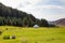 Summer landscape in the mountains. Tall trees of a Christmas tree, the national dwelling is a yurt. Kyrgyzstan Tourism and travel