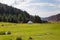 Summer landscape in the mountains. Tall trees of a Christmas tree, the national dwelling is a yurt. Kyrgyzstan Tourism and travel