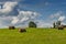 Summer landscape with mowed field and rolled grass