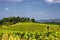 Summer landscape near Citta della Pieve