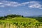 Summer landscape near Citta della Pieve