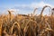 Summer landscape. Near view of gold ears wheat