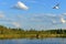 Summer landscape with north lake, flying swan and white cloud. Suomi