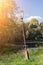 Summer landscape. In old park against background of dense green trees and dark surface of pond stands rusty, leaning broken