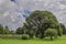 Summer landscape - old round tree on cloudy sky background in park in Riga